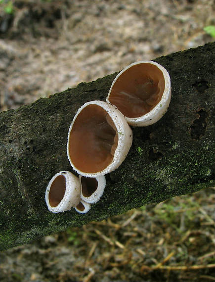 škľabka plstnatá Schizophyllum amplum (Lév.) Nakasone