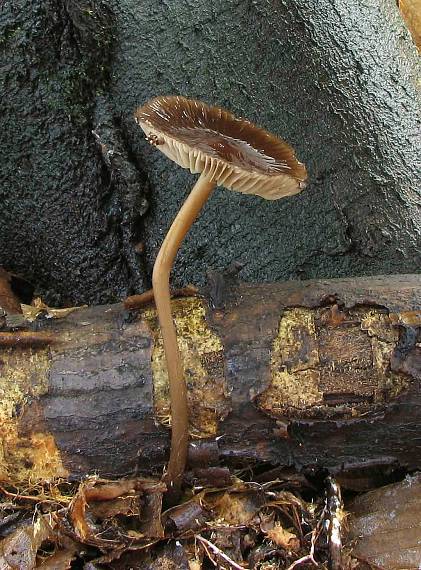 prilbička ružovolupeňová Mycena galericulata (Scop.) Gray