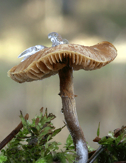 smeťovka? Tubaria sp.