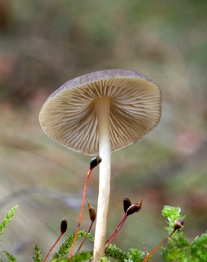 peniazočka Strobilurus sp.