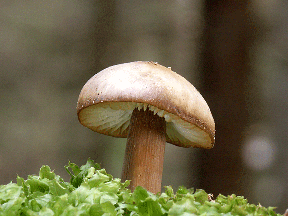 peniazovka maslová Rhodocollybia butyracea (Bull.) Lennox