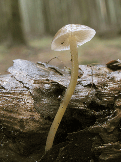 peniazočka smreková Strobilurus esculentus (Wulfen) Singer