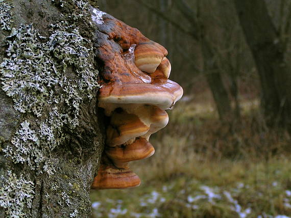 práchnovček pásikavý Fomitopsis pinicola (Sw.) P. Karst.