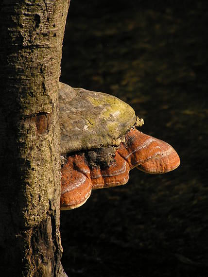 práchnovček pásikavý Fomitopsis pinicola (Sw.) P. Karst.