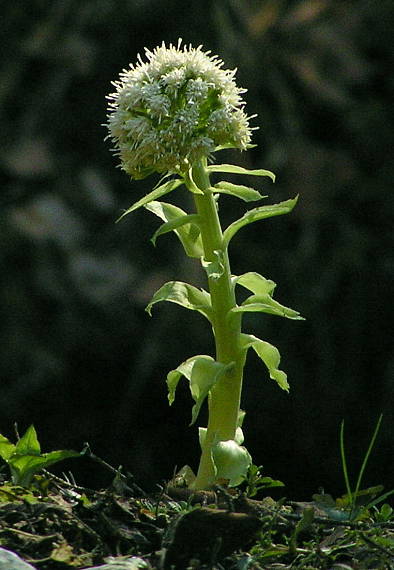 deväťsil biely Petasites albus (L.) P. Gaertn.