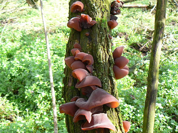 uchovec bazový Auricularia auricula-judae (Bull.) Quél.