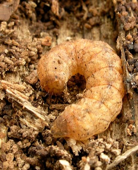 larva