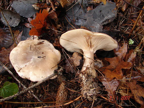 strmuľka inovaťová Clitocybe nebularis (Batsch) P. Kumm.