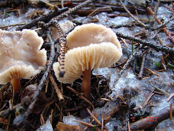 peniazovka maslová Rhodocollybia butyracea (Bull.) Lennox