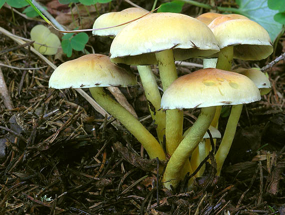 strapcovka zväzkovitá Hypholoma fasciculare (Huds.) P. Kumm.