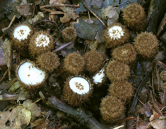 čiaškovec pásikavý Cyathus striatus (Huds.) Willd.