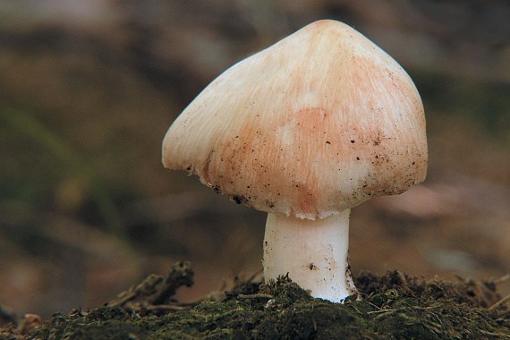 vláknica  Inocybe sp.