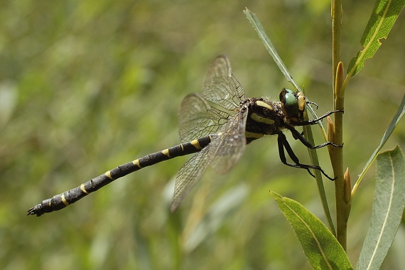 pásikavec Cordulegaster bidentatus