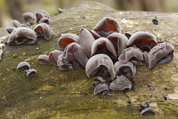 uchovec bazový Auricularia auricula-judae (Bull.) Quél.