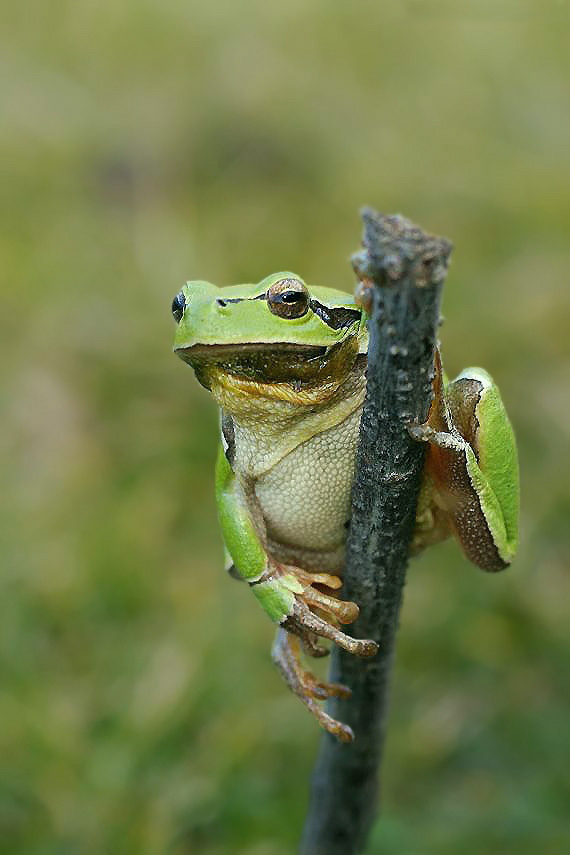 rosnička zelená Hyla arborea