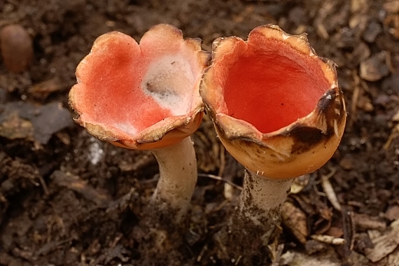 ohnivček zimný Microstoma protractum (Fr.) Kanouse