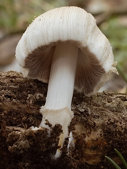 hnojník okrový Coprinellus domesticus (Bolton) Vilgalys, Hopple & Jacq. Johnson