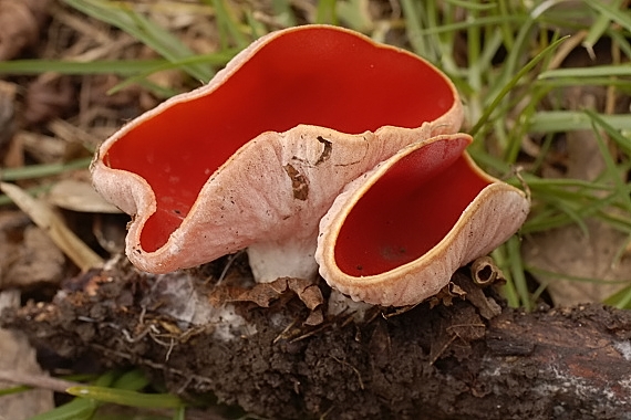 ohnivec šarlátový Sarcoscypha coccinea (Gray) Boud.