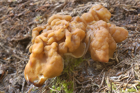 ušiak obrovský Gyromitra gigas (Krombh.) Cooke