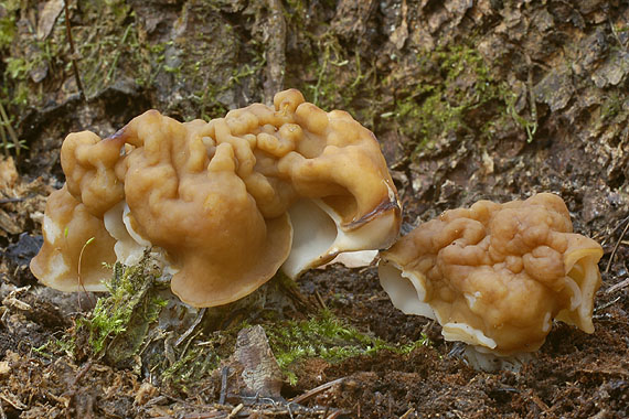 ušiak obrovský Gyromitra gigas (Krombh.) Cooke