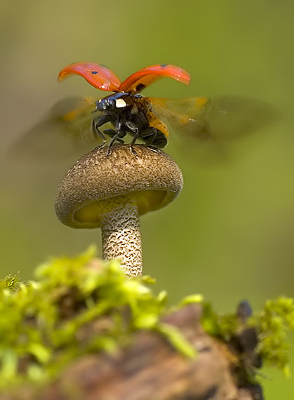 trúdnik strapkatý Lentinus substrictus (Bolton) Zmitr. & Kovalenko