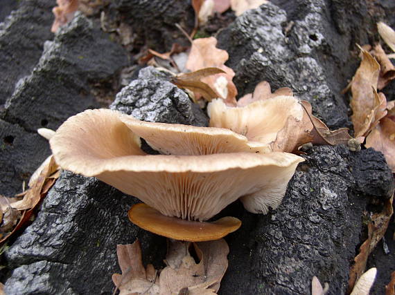 hliva dubová Pleurotus dryinus (Pers.) P. Kumm.