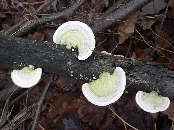 trúdnikovec chlpatý Trametes hirsuta (Wulfen) Lloyd