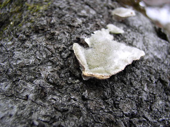 trúdnikovec chlpatý Trametes hirsuta (Wulfen) Lloyd