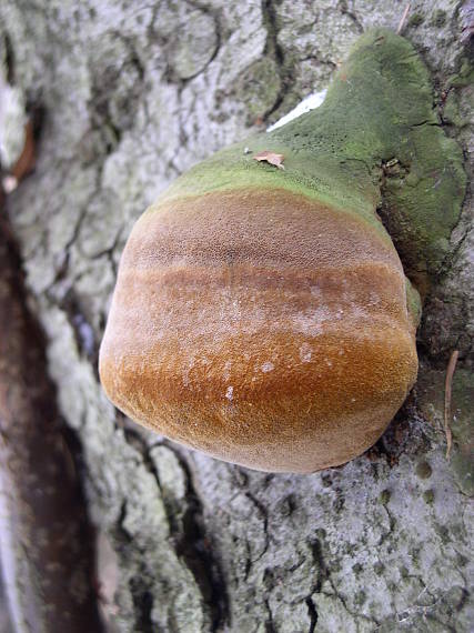 práchnovec kopytovitý Fomes fomentarius (L.) J.J. Kickx