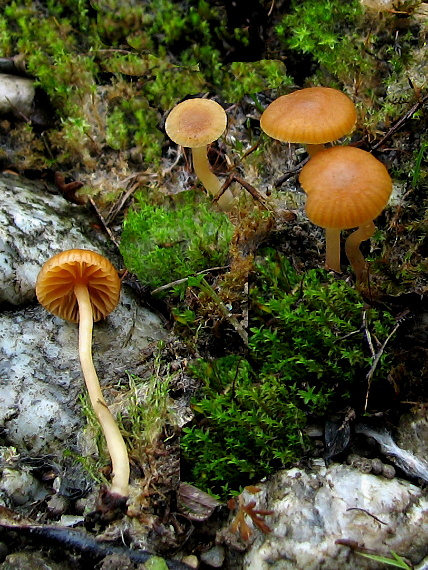 kapucňovka hladká Galerina laevis (Pers.) Singer