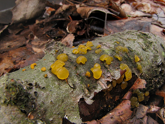 slzovec Dacrymyces sp