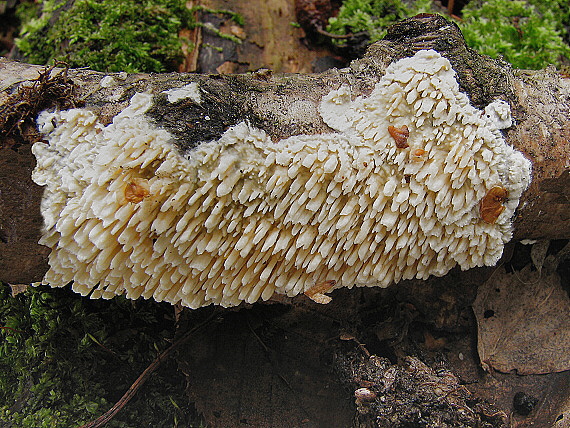 voskovček drsný Xylodon radula (Fr.) Nobles