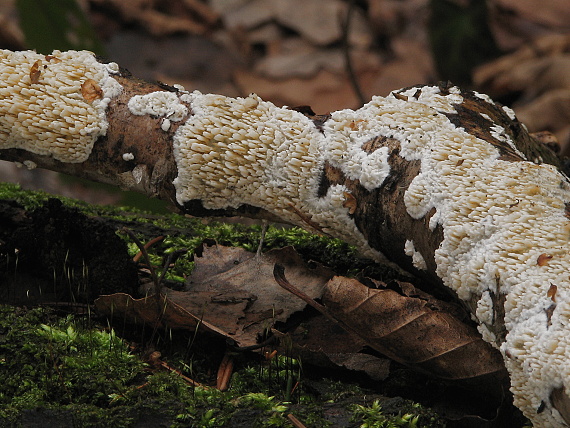 voskovček drsný Xylodon radula (Fr.) Nobles