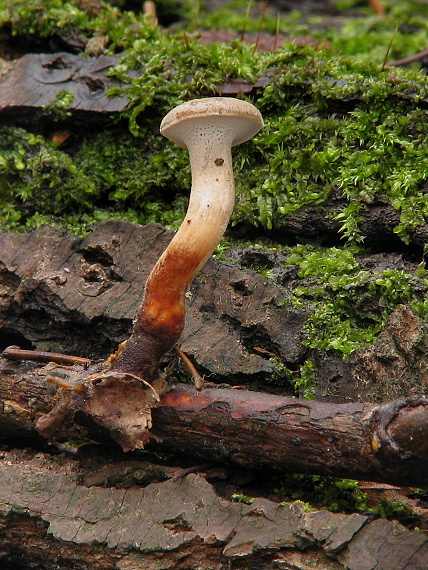 trúdnik zimný Lentinus brumalis (Pers.) Zmitr.