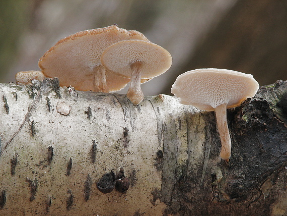 trúdnik zimný Lentinus brumalis (Pers.) Zmitr.