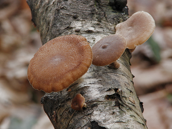 trúdnik zimný Lentinus brumalis (Pers.) Zmitr.