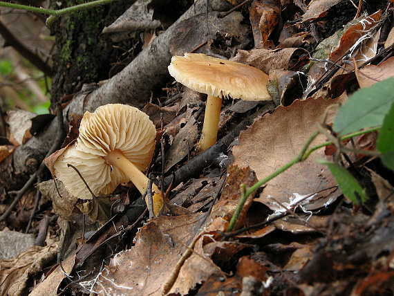 peniazovka Collybia sp.