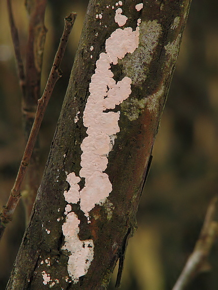 kôrovec krémový ? Phanerochaete tuberculata ? (P. Karnst.) Parmasto