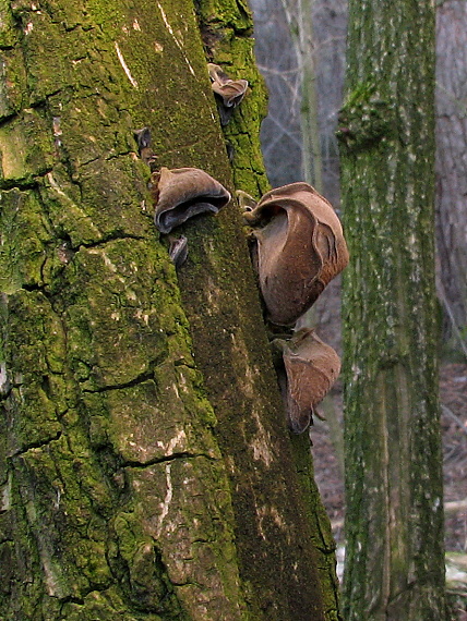 uchovec bazový Auricularia auricula-judae (Bull.) Quél.