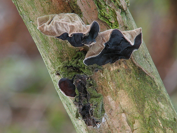 uchovec bazový Auricularia auricula-judae (Bull.) Quél.