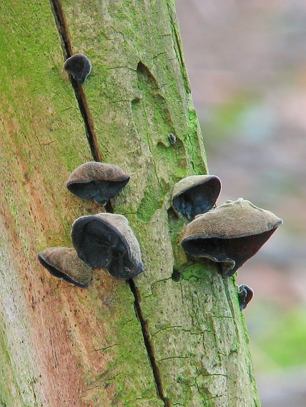 uchovec bazový Auricularia auricula-judae (Bull.) Quél.