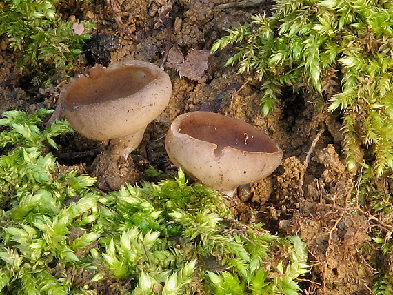 hľuznatka Sclerotinia sp.