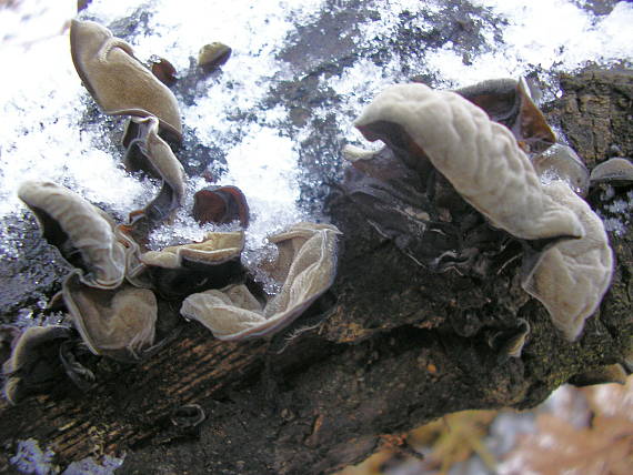 uchovec bazový Auricularia auricula-judae (Bull.) Quél.