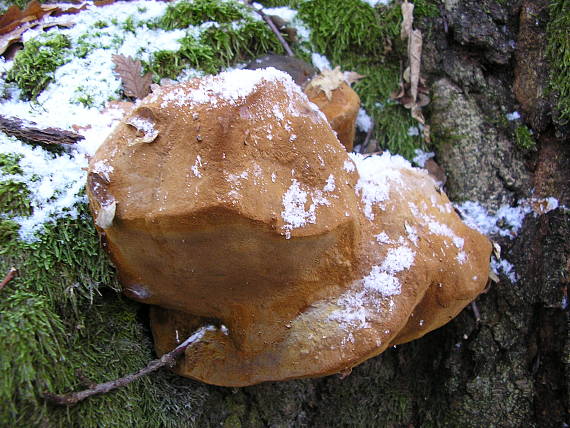 ohňovec Phellinus sp.