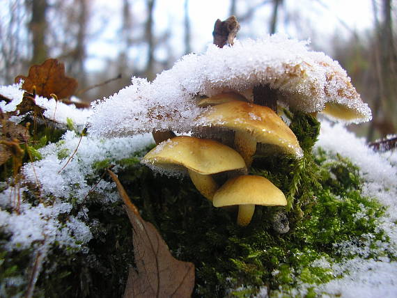 strapcovka zväzkovitá Hypholoma fasciculare (Huds.) P. Kumm.