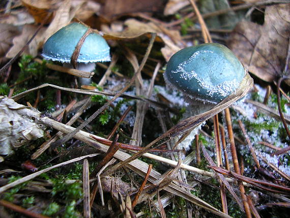 golierovka zelenkastá Stropharia aeruginosa (Curtis) Quél.