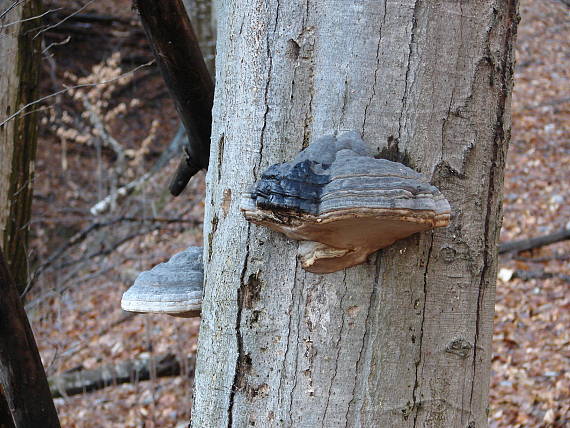 práchnovec kopytovitý Fomes fomentarius (L.) J.J. Kickx