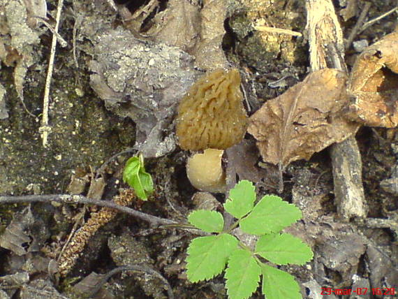 smrčkovec český Verpa bohemica (Krombh.) J. Schröt.