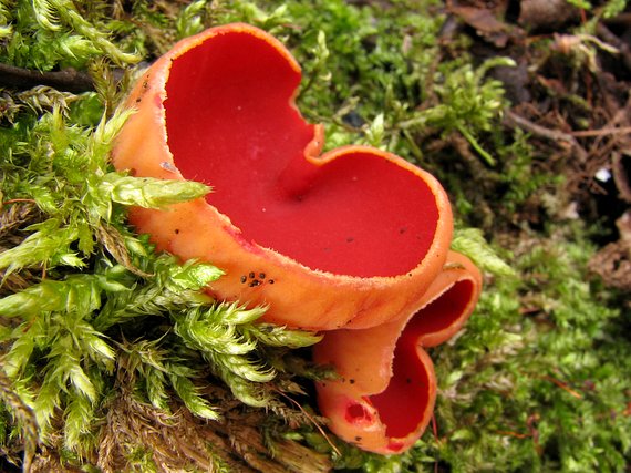 ohnivec šarlátový Sarcoscypha coccinea (Gray) Boud.