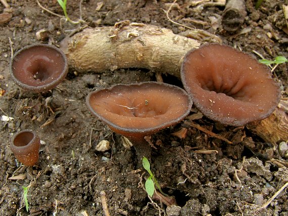 hľuznatka Sclerotinia sp.